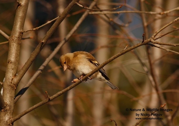 WildLife Photos of Birds, Sparrows, Finches & Buntings, Chaffinch, Fringilla coelebs